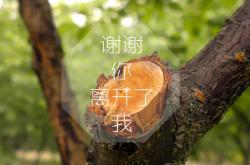 开云sport-武士道对决铁骑兵，波尔的残月一击如何撕裂日本队的精密棋局