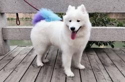 开云sport-当山西队的兵法穿越时空，一场未发生的碾压如何照亮杜兰特的高光