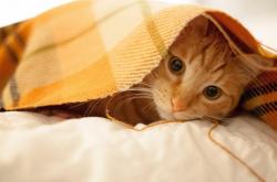 开云体育APP下载-烈焰与利爪，在德文·布克面前，整个联盟都是淬火的舞台