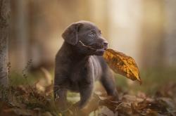 开云体育APP下载-当世界杯的星光映照CBA赛场，山西队斩落公牛的启示