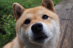 开云体育在线-2026世界杯焦点战，老鹰撕裂迷雾力克奇才，战术革命点燃北美之夜