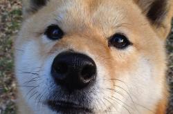 开云体育官网-奥运之门前的征服者，弗拉霍维奇惊天绝杀，一战锁定传奇之夜