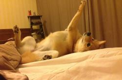 开云体育在线-聚光灯下的猎手，解码克莱式大场面基因与深圳队的窒息式压制哲学