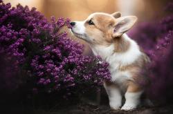 开云体育-慈善赛奇观！弗拉霍维奇临危救主，勒沃库森3-2惊险逆转加纳明星队