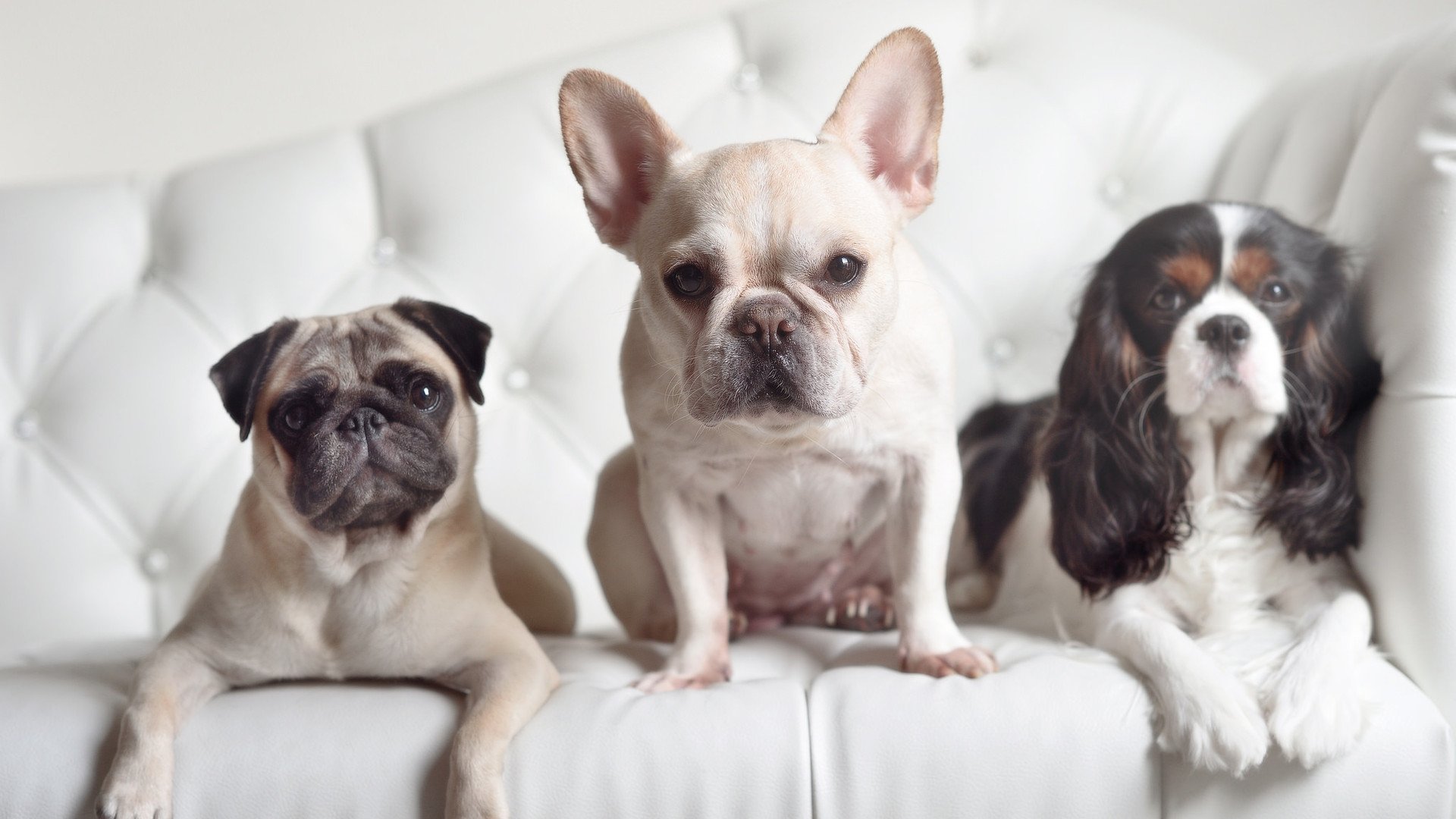 安赛龙决胜局绝杀!丹麦3-2险胜韩国,男单一锤定音