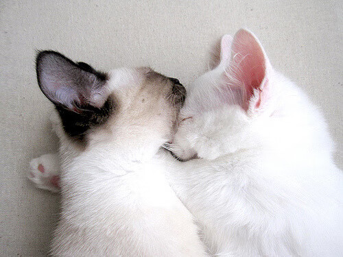 烈焰灼穿夜空,致命风暴席卷休斯顿,英格拉姆爆发与勇士得分潮的双重奏