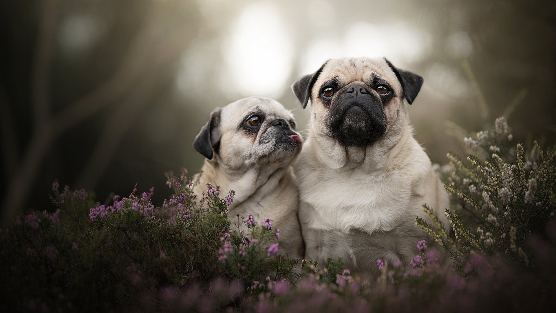 跨界英雄，杜兰特在意甲焦点战之夜的制胜一击