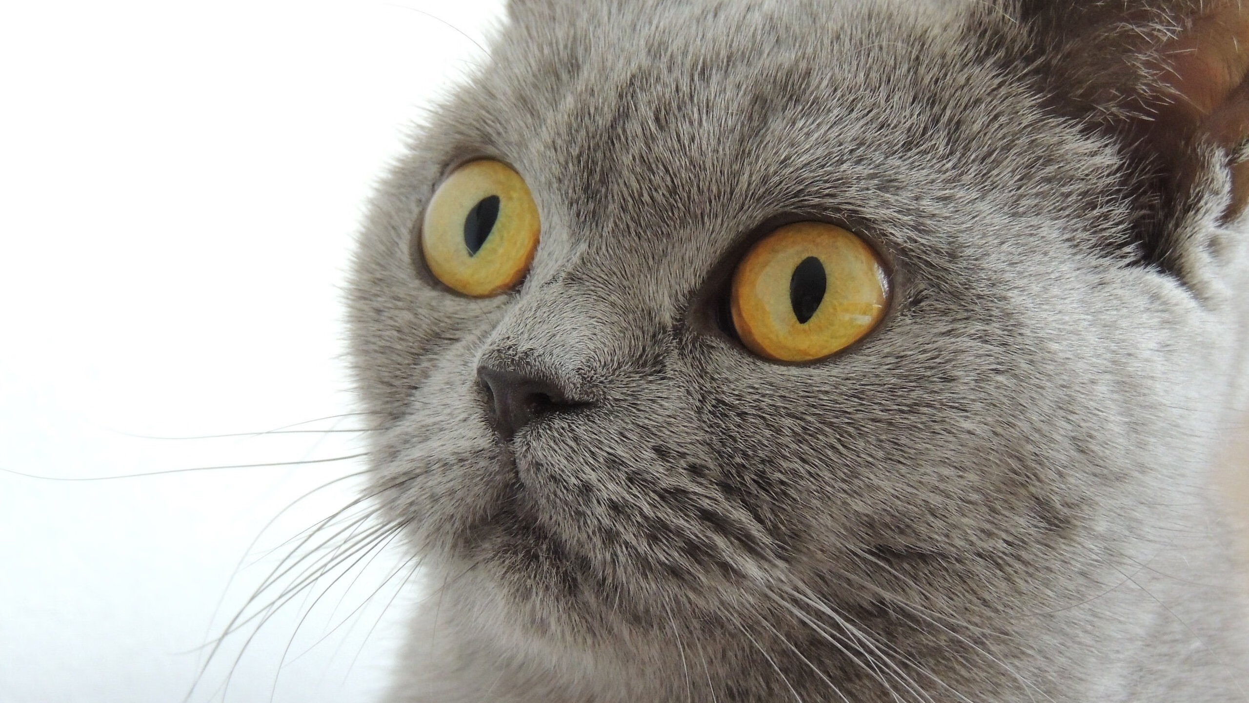 暴风雨中的独舞者，当拜仁蓝军铁幕降临，维尼修斯在重压下完成王者蜕变