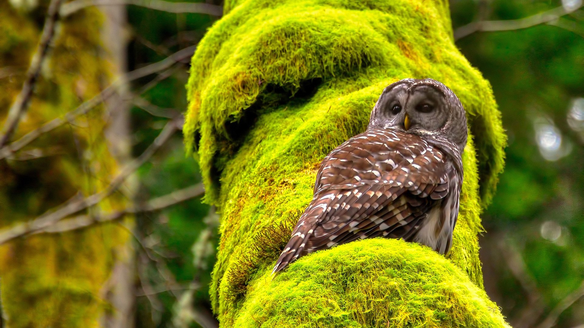 雪国巨人苏醒之夜，戈贝尔30+20破冰封，老鹰加时逆转射落76人