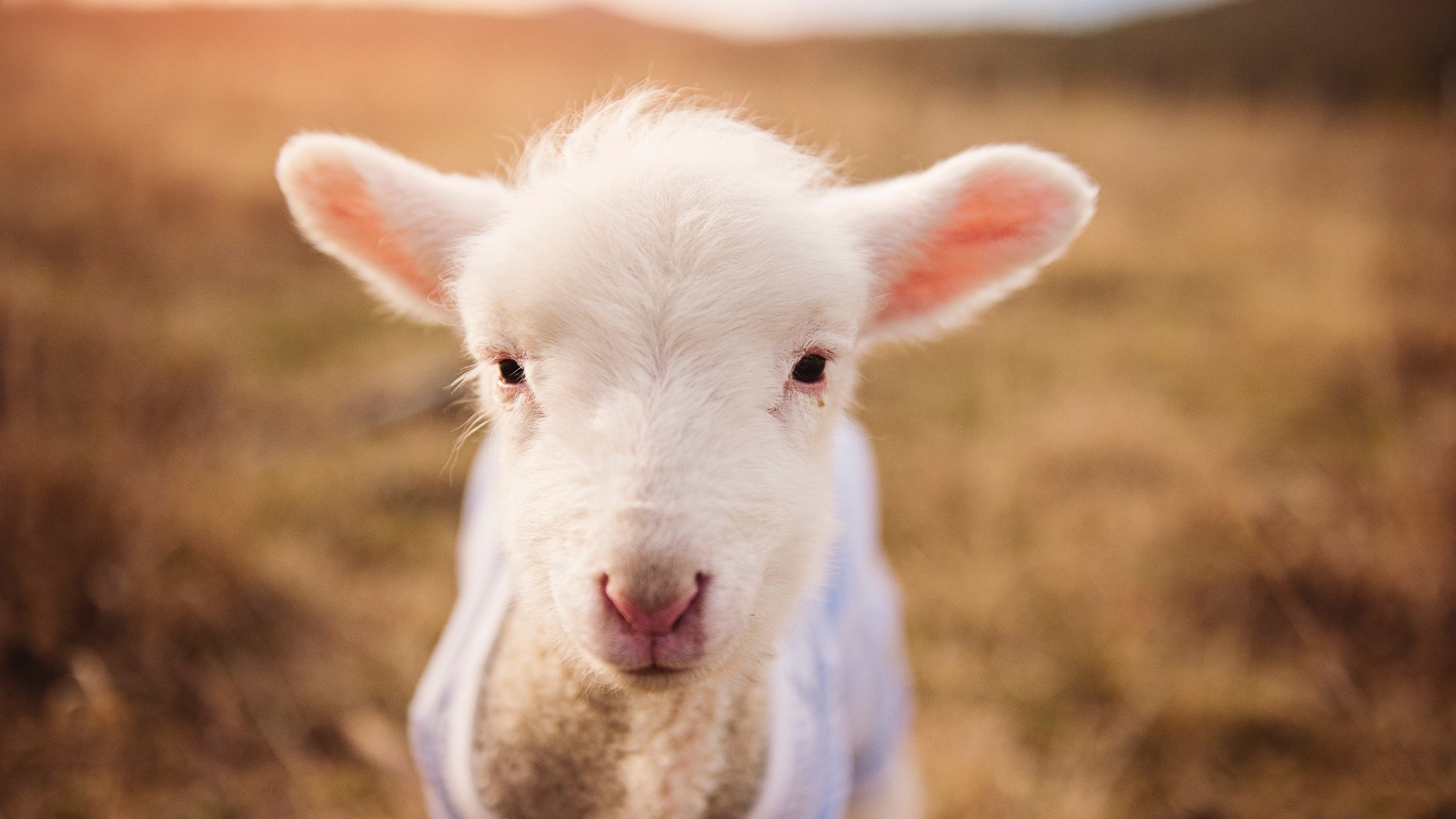 从阿尔泰山到密西西比河，篮球如何跨越地域书写传奇