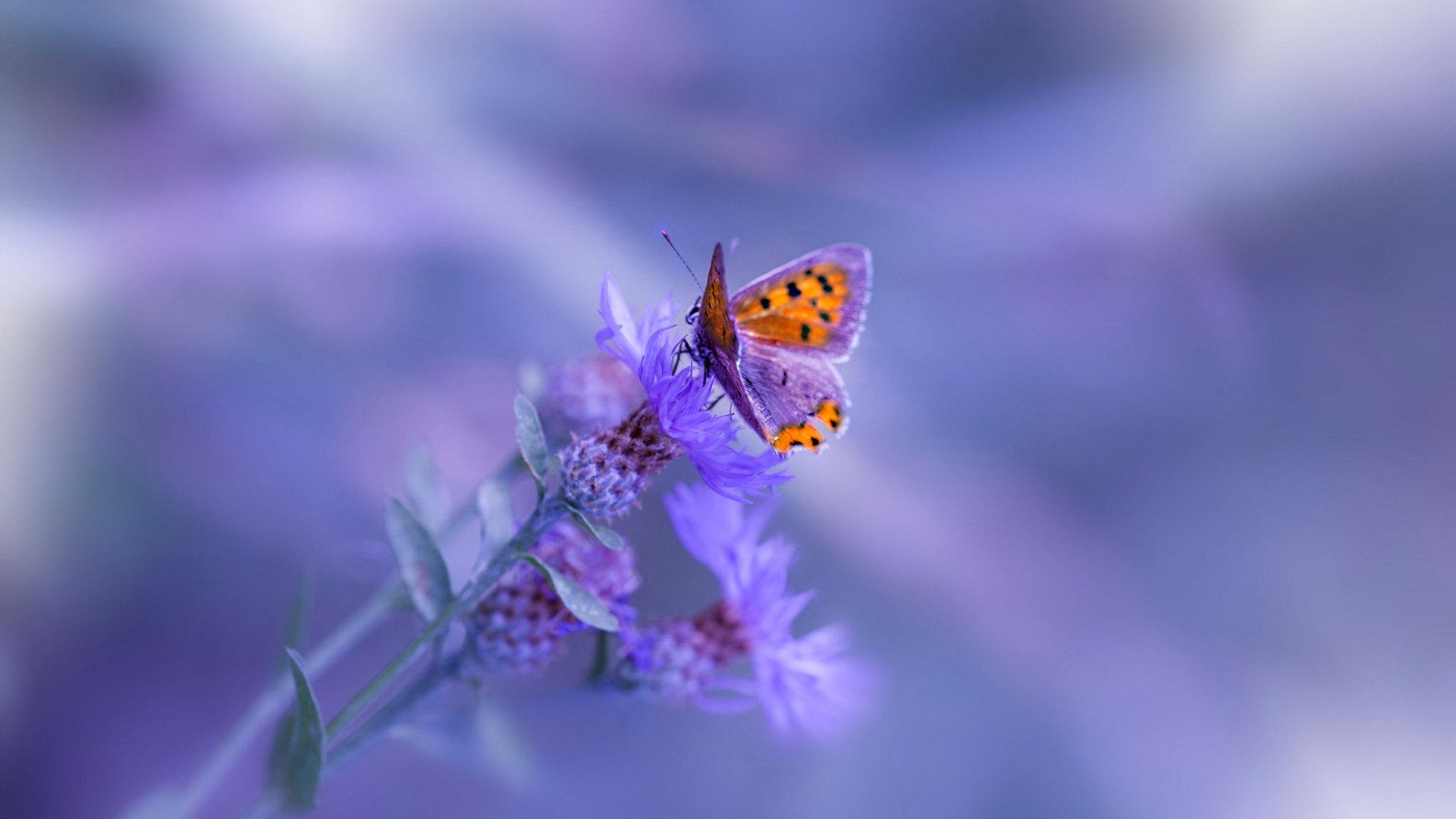 亚洲之夜,当几内亚热浪遇见黄喜灿的火焰