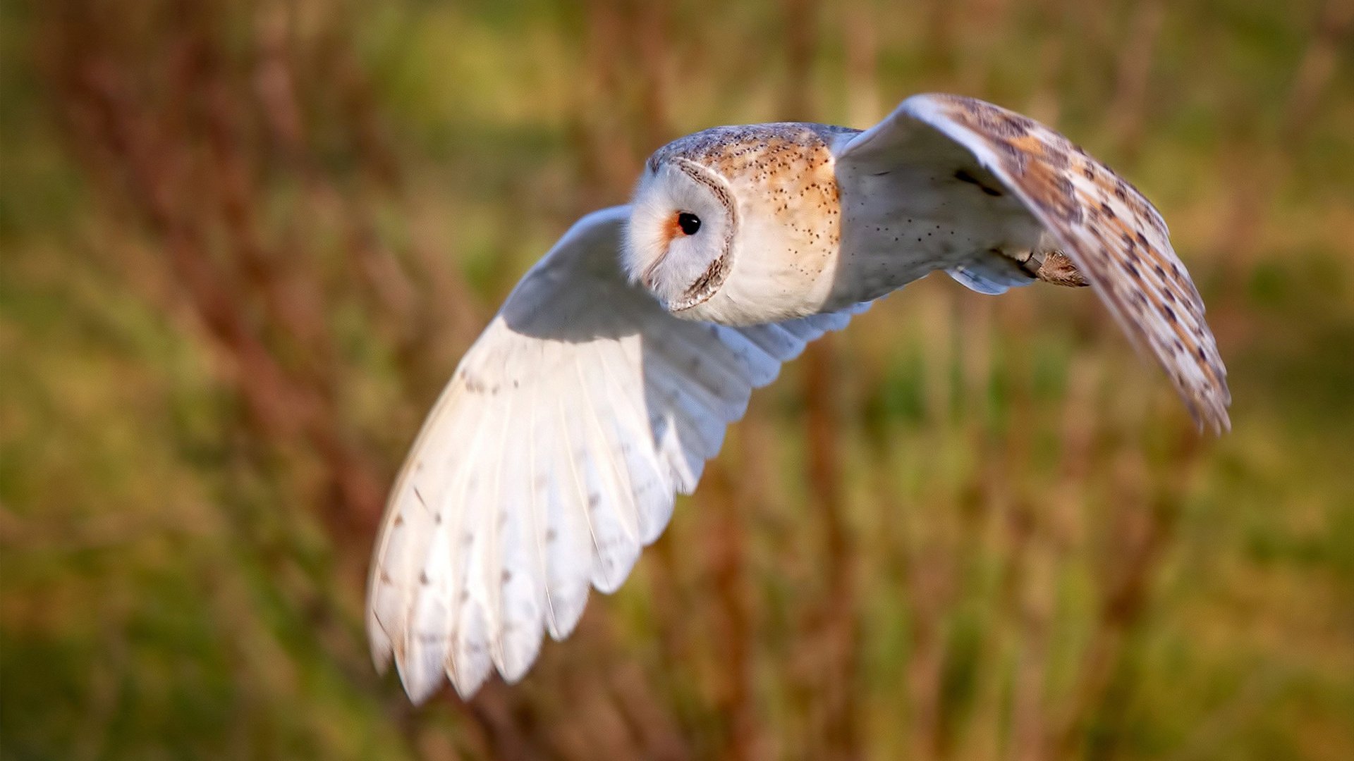 当喀麦隆的星空照亮北美球场，2026世界杯之夜，西亚卡姆的封神时刻