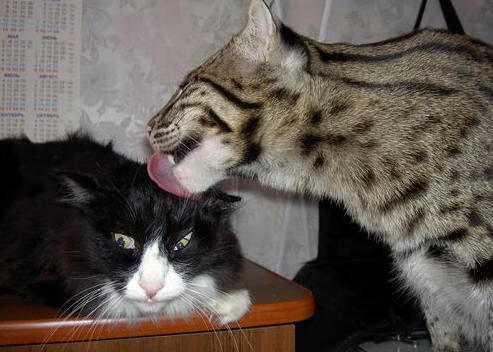 铁闸与风暴,坎特以凡人之躯阻挡摩纳哥最锋利之矛