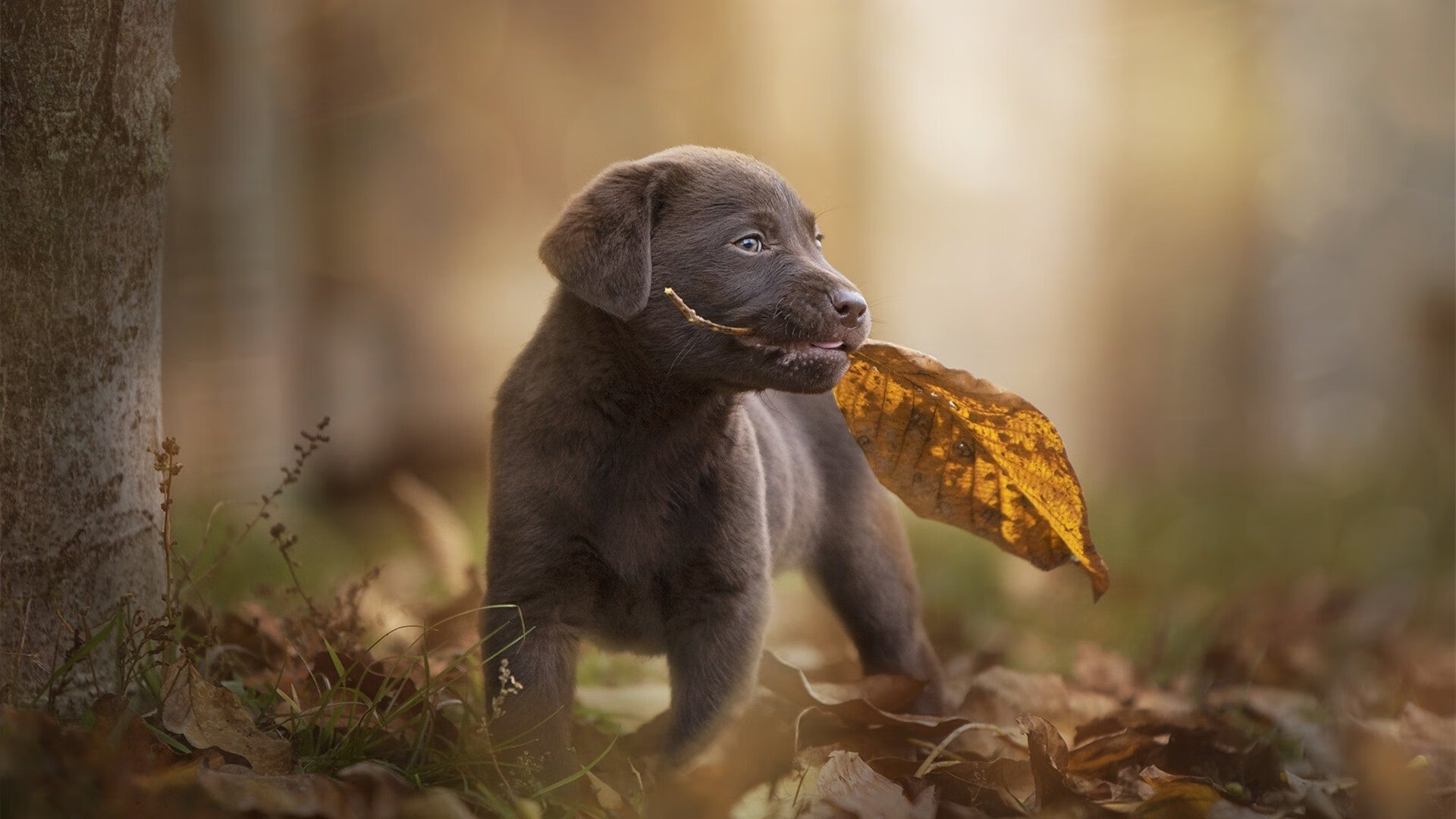 当世界杯的星光映照CBA赛场,山西队斩落公牛的启示