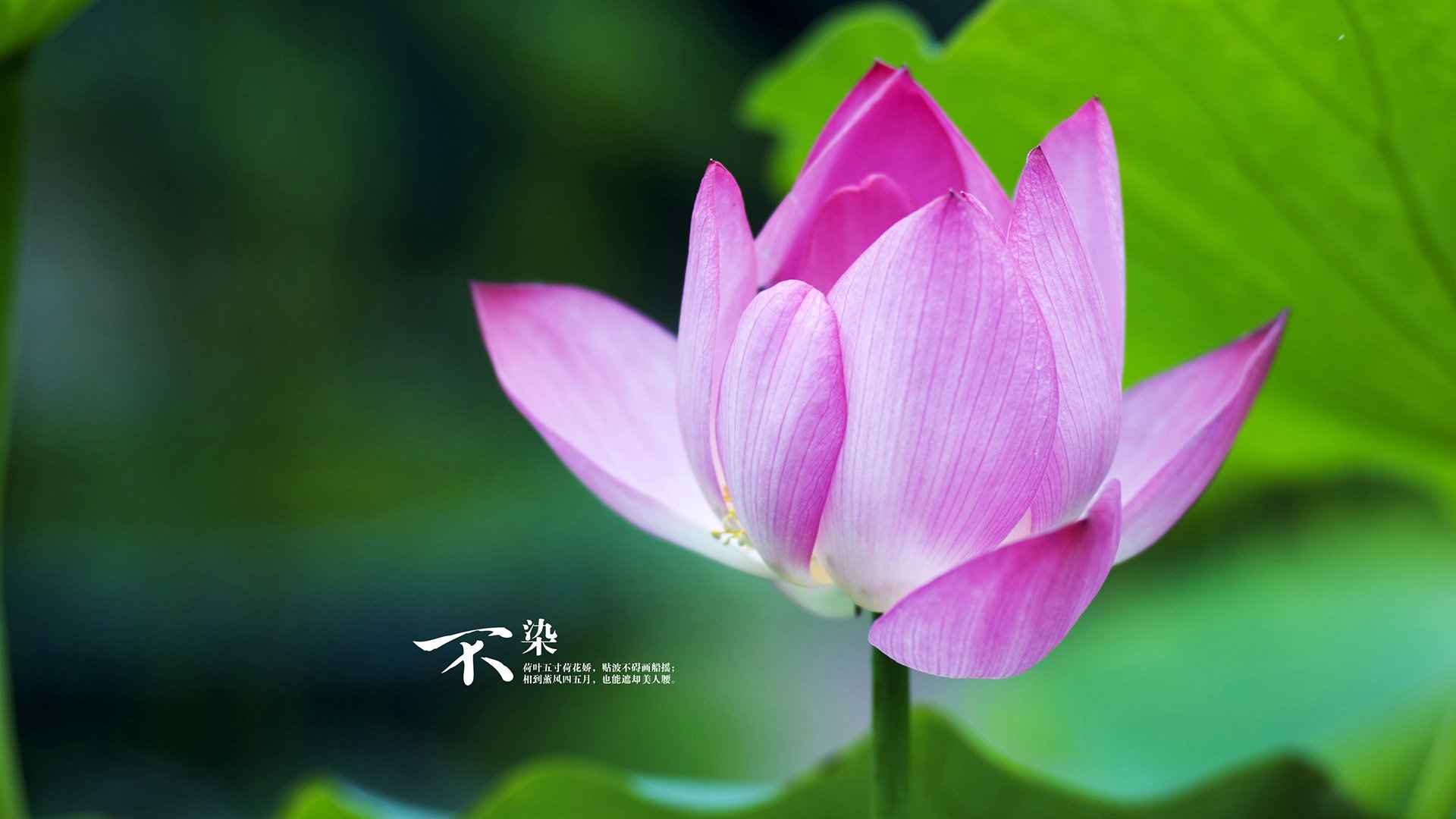 欧冠淘汰赛之夜,迪亚斯独舞,用个人能力撕裂铁壁