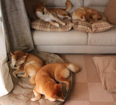 小贾伦只手遮天,约基奇用战术铁钳绞杀森林狼