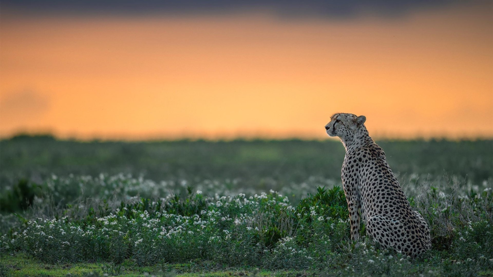 沉默的起义，当巴尔韦德在欧冠之夜接管马德里，一场被预言的爆冷如何淬炼而成