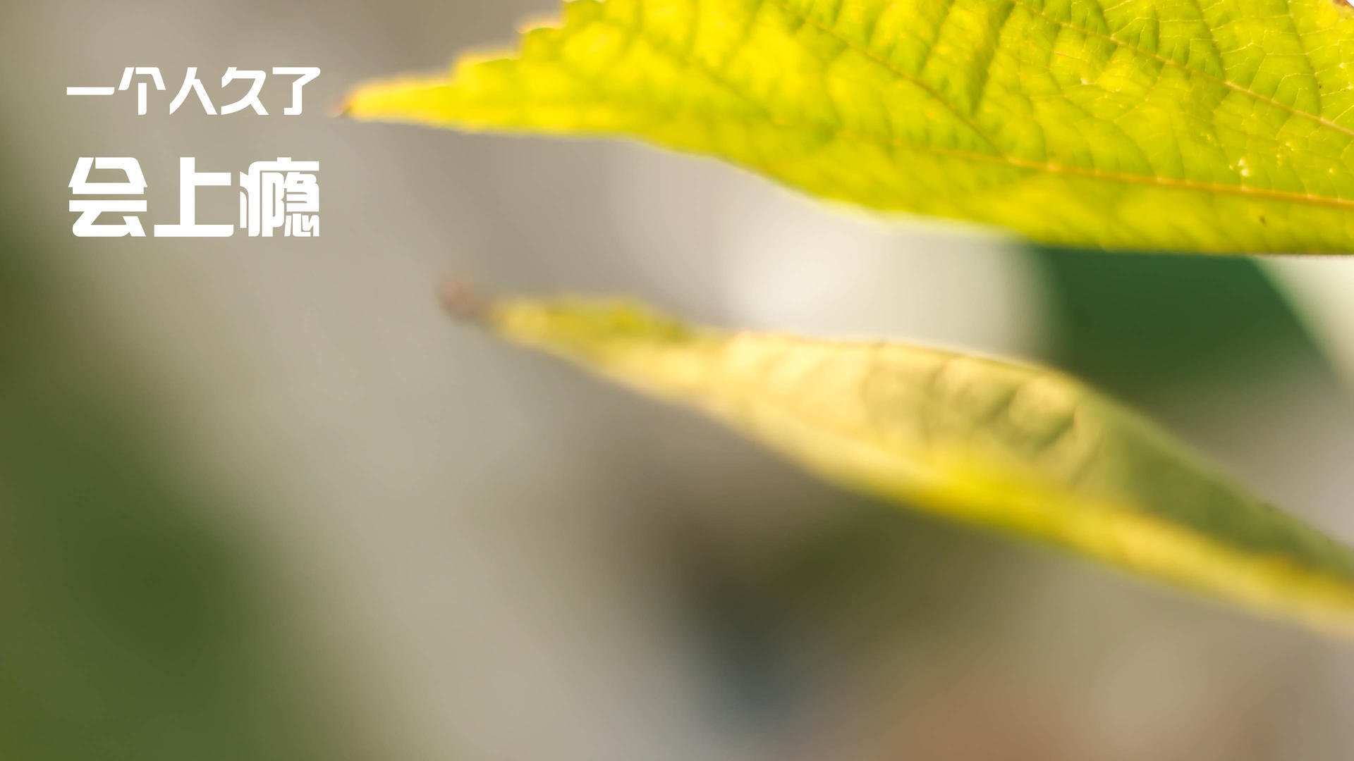 南美之夜的一剑封喉，凯塞多绝影出鞘，智利佛罗伦萨提前书写剧本