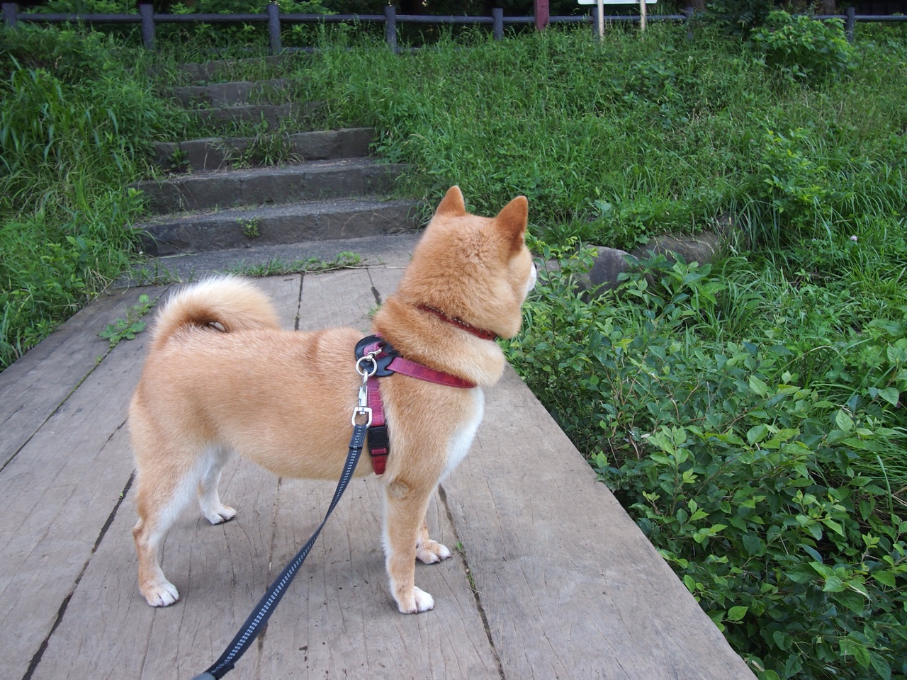 北非雄狮改写历史！阿拉巴终场绝杀点燃沙漠奇迹