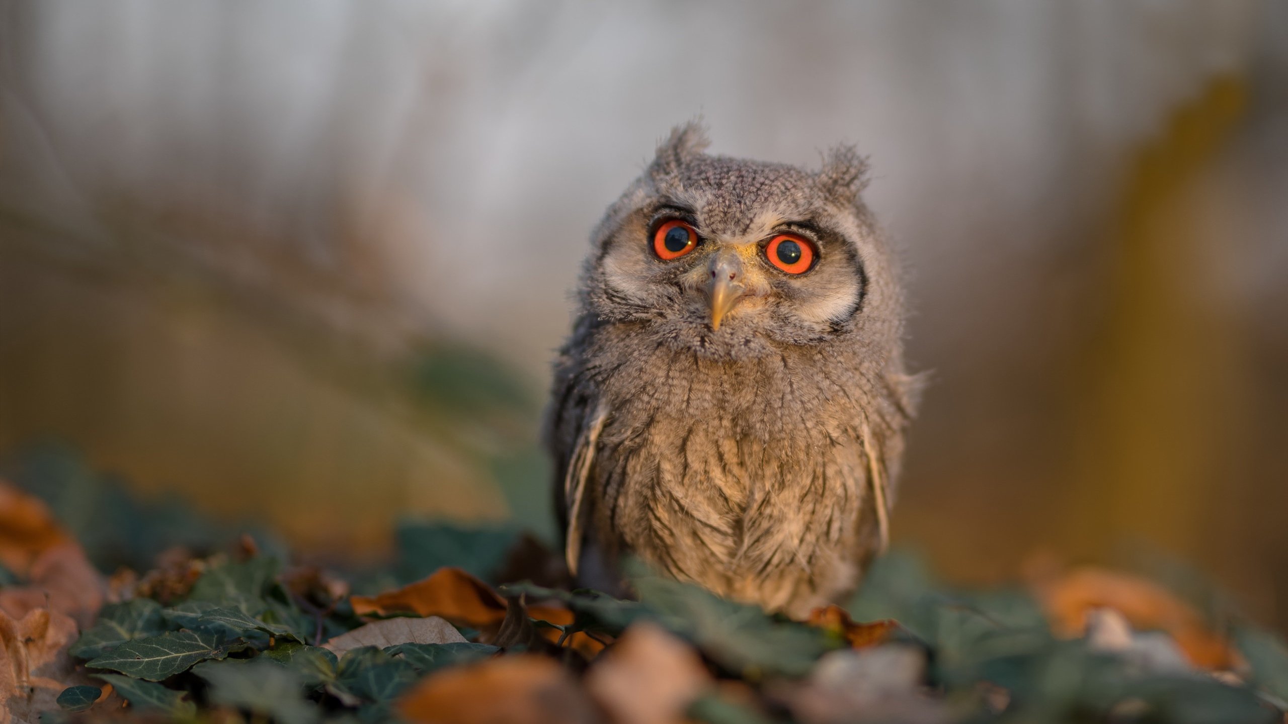 当非洲雄鹰啄食南美红魔,伊布在诸神竞技场的最后一舞
