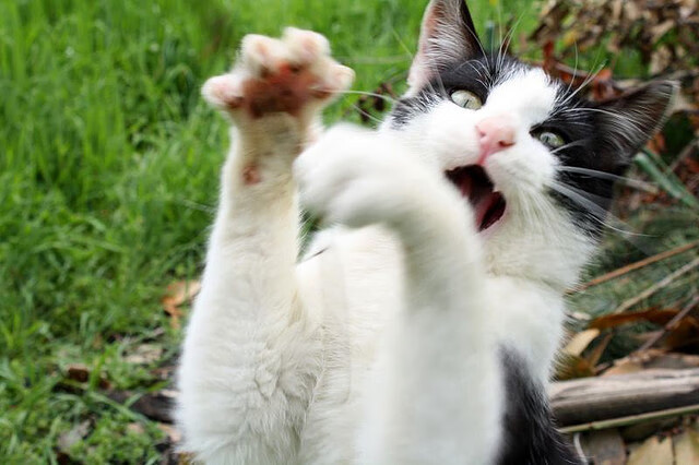 意外逆袭之夜!他被集体看衰却一人拯救委内瑞拉,希腊众神在他面前黯然失色