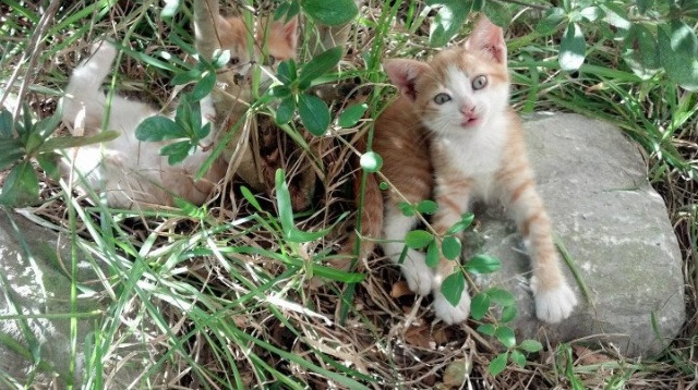 唯一性的光芒,当莱比锡掀翻加拿大,巴雷拉在欧冠决赛中接管比赛