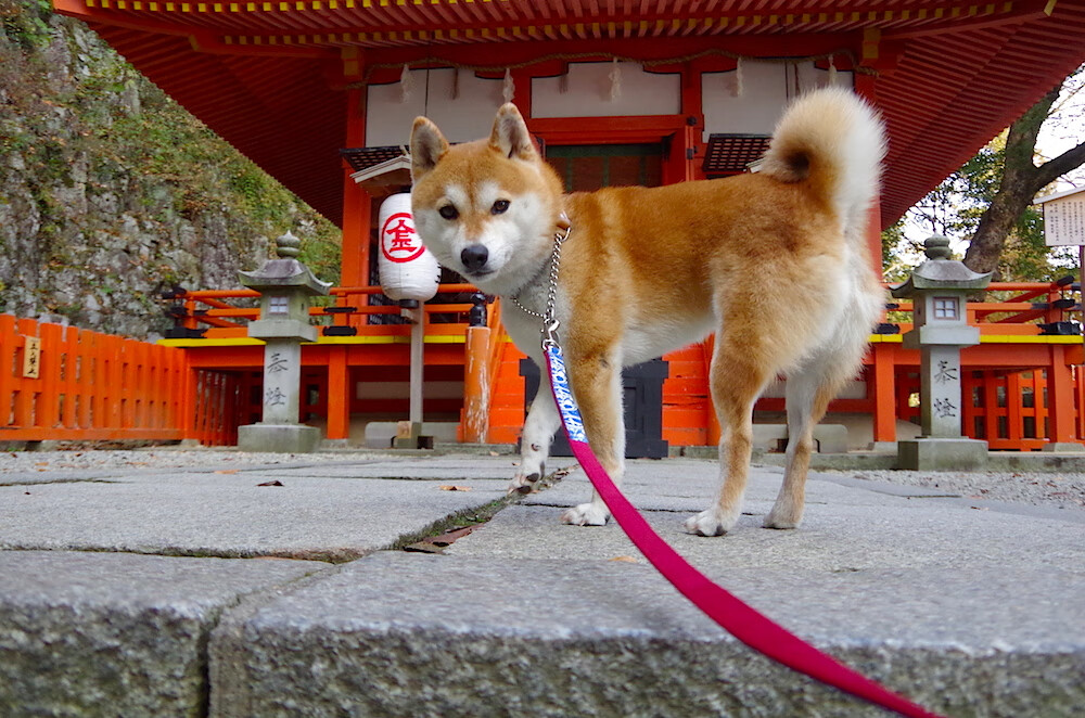 绿与黄的终局之战,卡马文加如何于2026世界杯,在巴西对爱尔兰的史诗对决中接管比赛