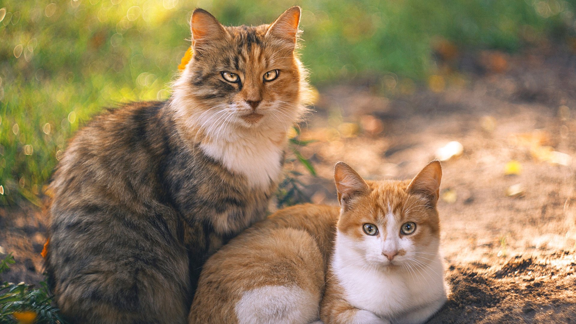 楚阿梅尼的世界波,为何是横跨两大陆的唯一回响?