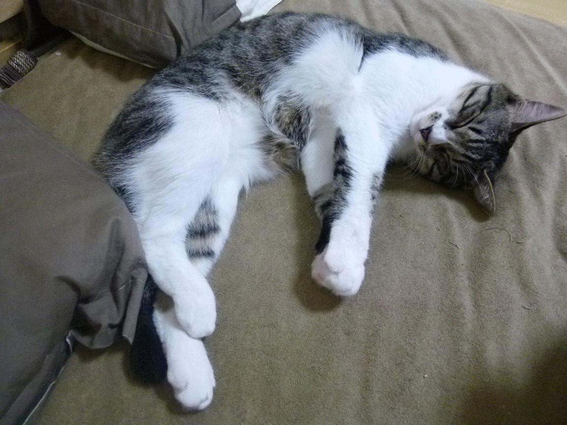 跨界风暴，山西队淘汰赛力克老鹰，英格拉姆F1年度争冠上演逆转接管