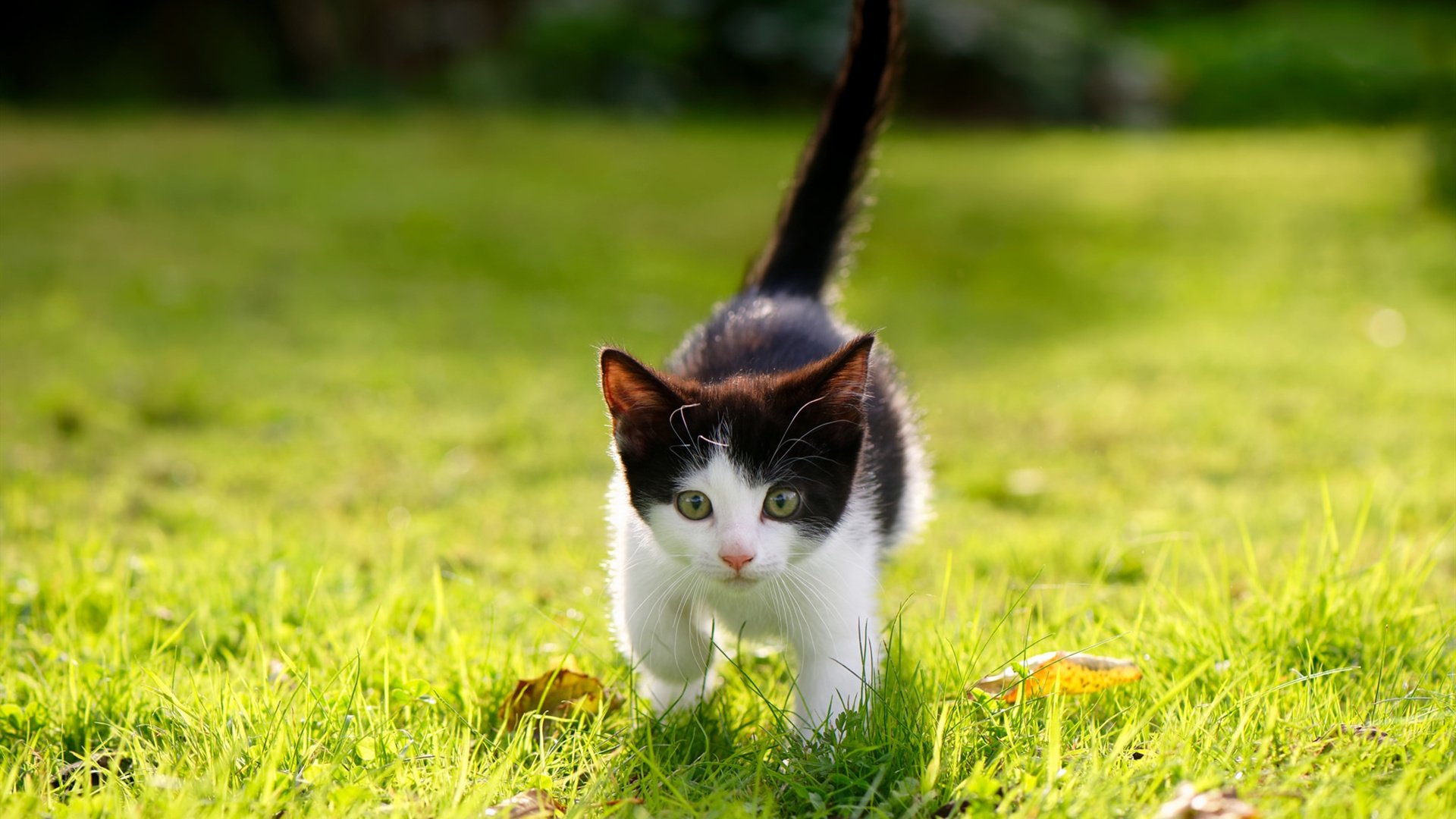 他让鹈鹕的翅膀折断!拉文末节19分化身关键先生,导演国王碾压式胜利