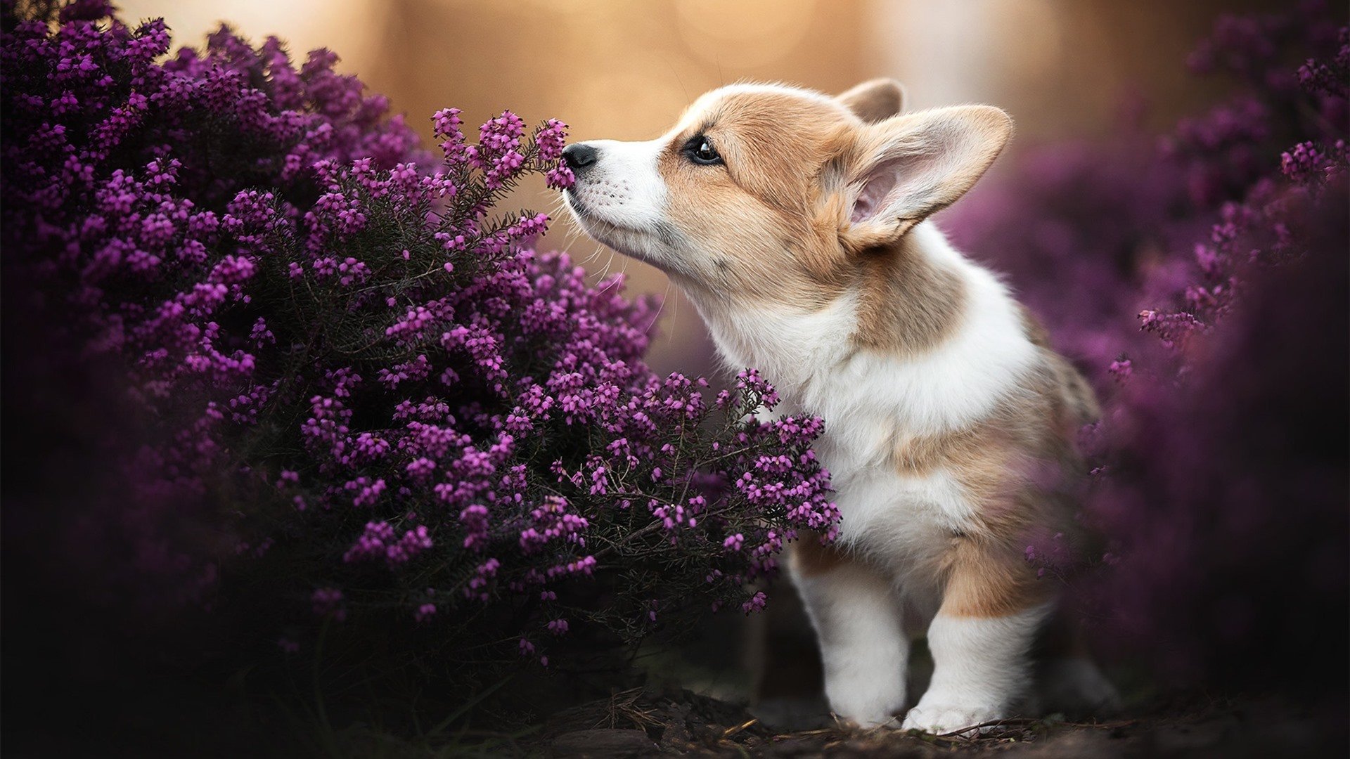 慈善赛奇观!弗拉霍维奇临危救主,勒沃库森3-2惊险逆转加纳明星队