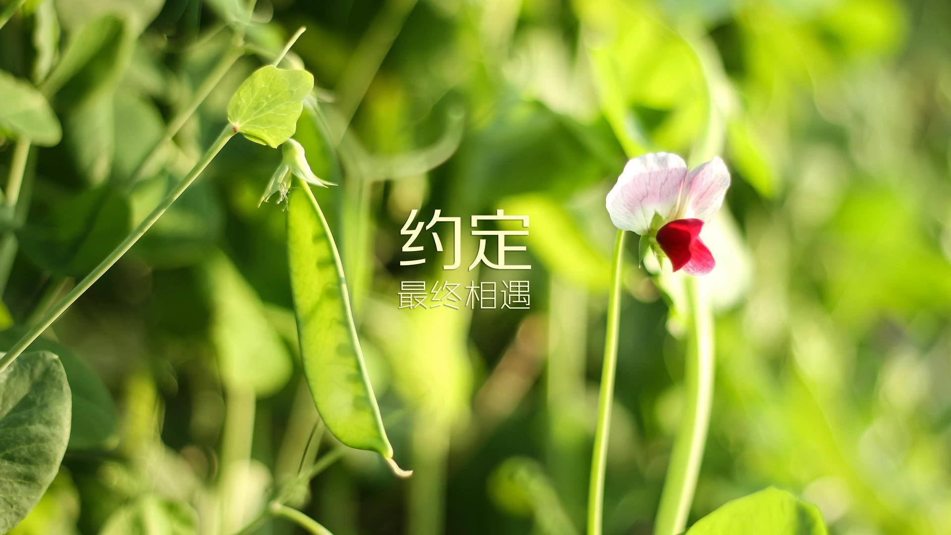 蓝鹰折翼,2026世界杯巅峰对决,尼日利亚风暴席卷比利时,费利克斯独舞成不朽传奇